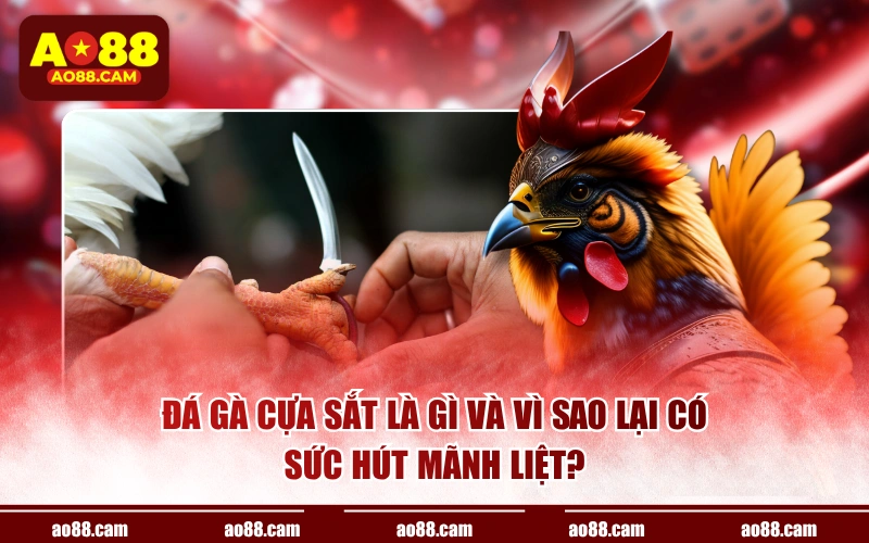 Đá gà cựa sắt là gì và vì sao lại có sức hút mãnh liệt?