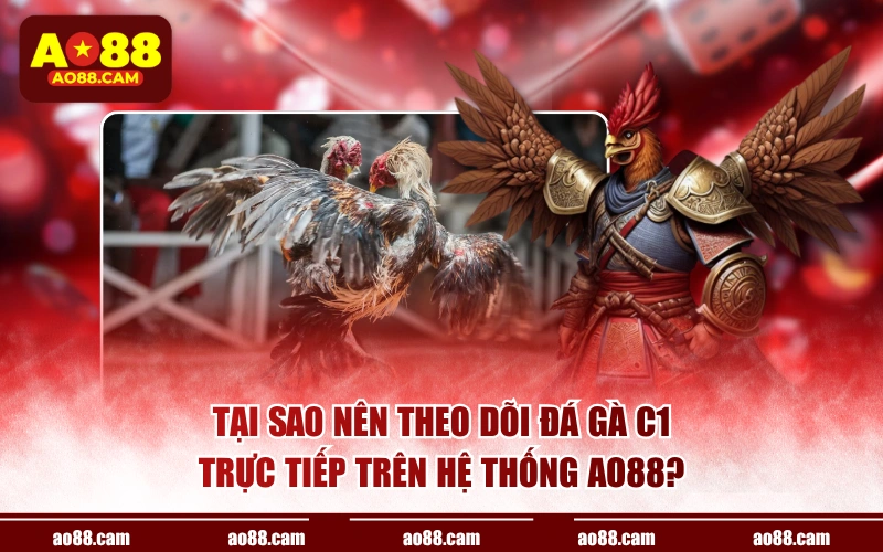 Tại sao nên theo dõi đá gà C1 trực tiếp trên hệ thống AO88?