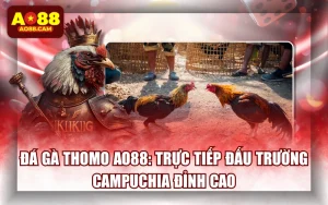 Đá Gà Thomo AO88: Trực Tiếp Đấu Trường Campuchia Đỉnh Cao