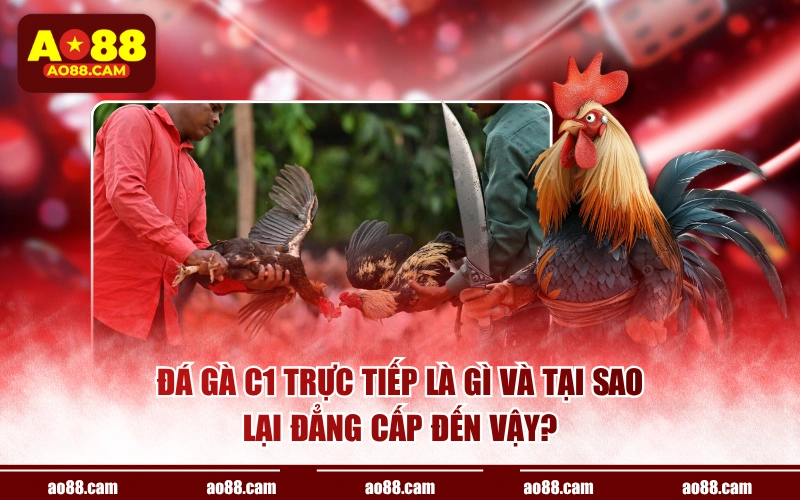 Đá gà C1 trực tiếp là gì và tại sao lại đẳng cấp đến vậy?