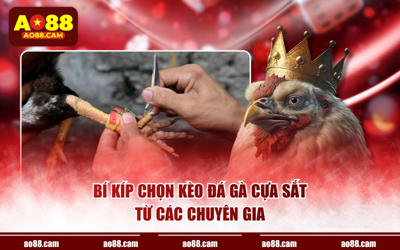 Bí kíp chọn kèo đá gà cựa sắt từ các chuyên gia