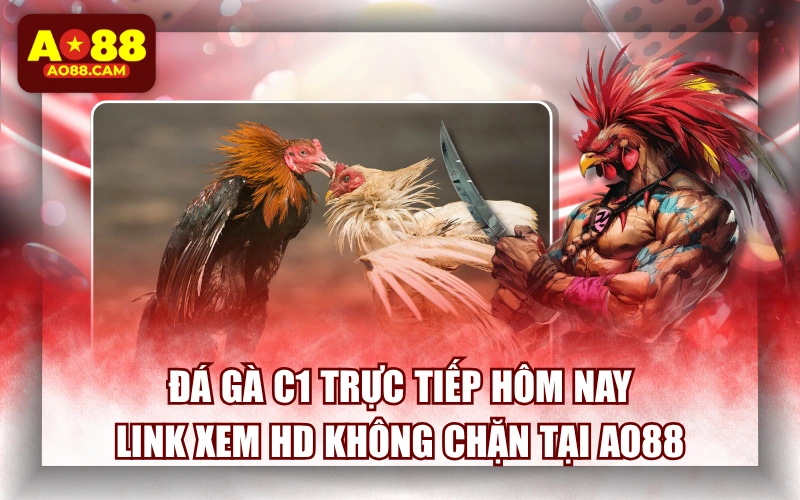 Đá Gà C1 Trực Tiếp Hôm Nay: Link Xem HD Không Chặn Tại AO88