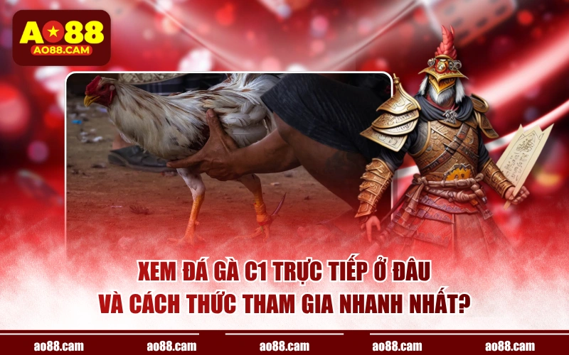 Xem đá gà C1 trực tiếp ở đâu và cách thức tham gia nhanh nhất?
