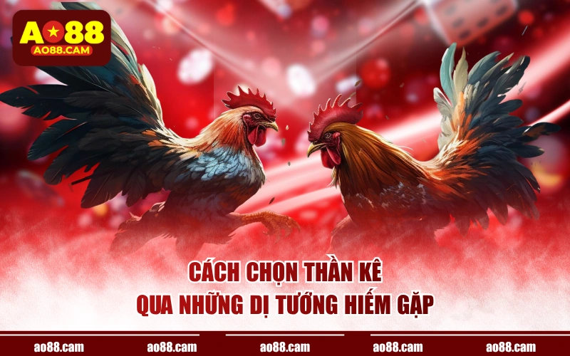 Cách chọn thần kê qua những dị tướng hiếm gặp