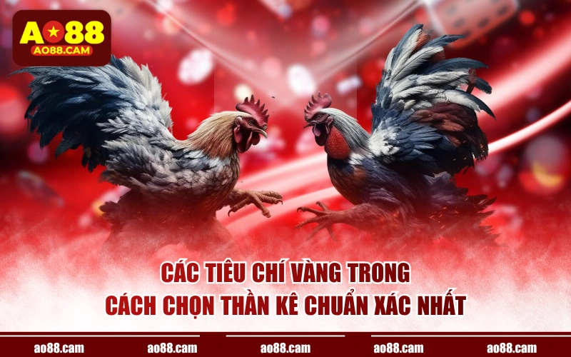 Các tiêu chí vàng trong cách chọn thần kê chuẩn xác nhất