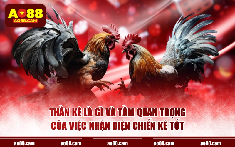 Thần kê là gì và tầm quan trọng của việc nhận diện chiến kê tốt