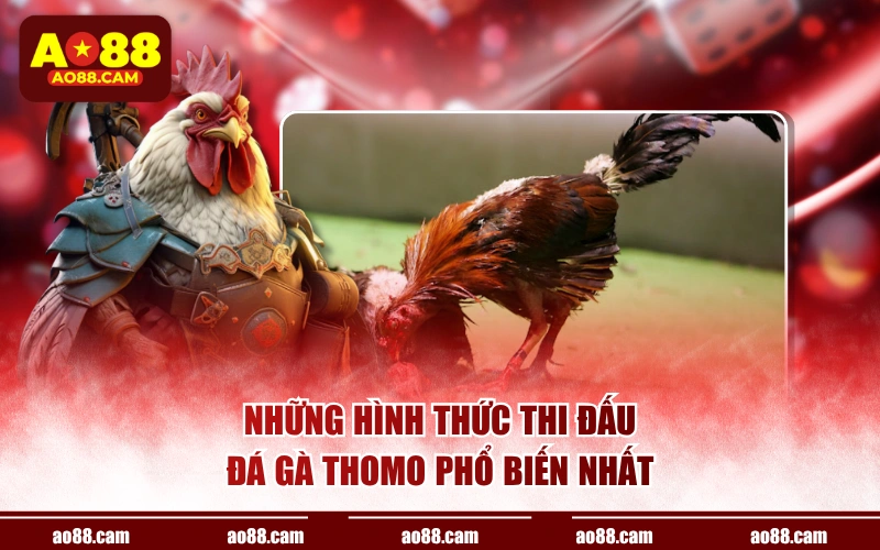 Những hình thức thi đấu đá gà Thomo phổ biến nhất