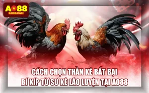 Cách Chọn Thần Kê Bất Bại: Bí Kíp Từ Sư Kê Lão Luyện Tại AO88
