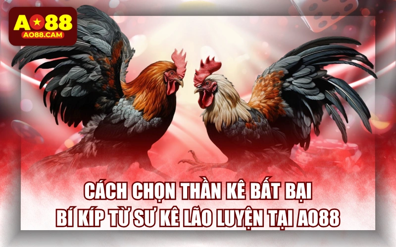 Cách Chọn Thần Kê Bất Bại: Bí Kíp Từ Sư Kê Lão Luyện Tại AO88